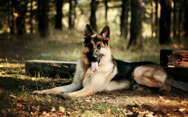 pet loss german shepherd